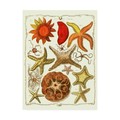 Trademark Fine Art Fab Funky 'Starfish And Sea Urchins A' Canvas Art, 14x19 WAG12598-C1419GG